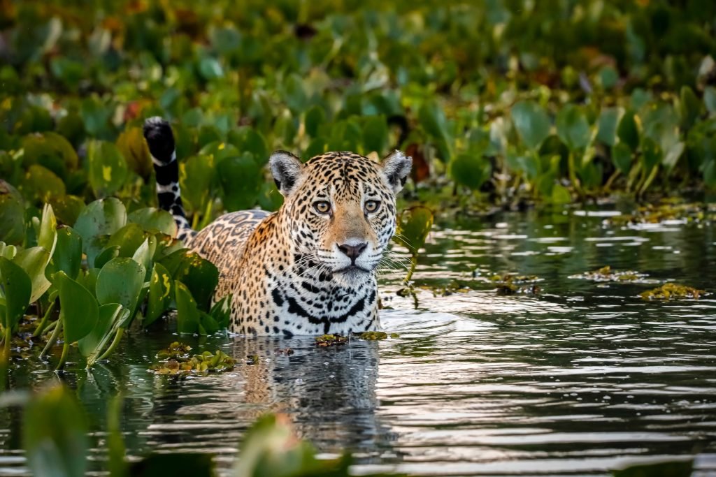 close up,of,a,young,jaguar,standing,in,shallow,water,with