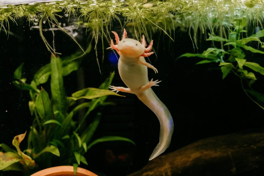 pink,axolotl,swimming,around,in,a,natural,planted,freshwater,tank